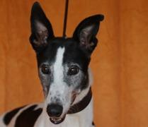 Winlock Hondo, Adoptable, Adult Male Greyhound.