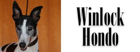 Enlarge Winlock Hondo, a Adoptable Greyhound in Douglasville, GA image 2/3