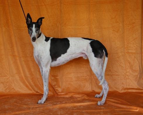 Enlarge Winlock Hondo, a Adoptable Greyhound in Douglasville, GA image 3/3