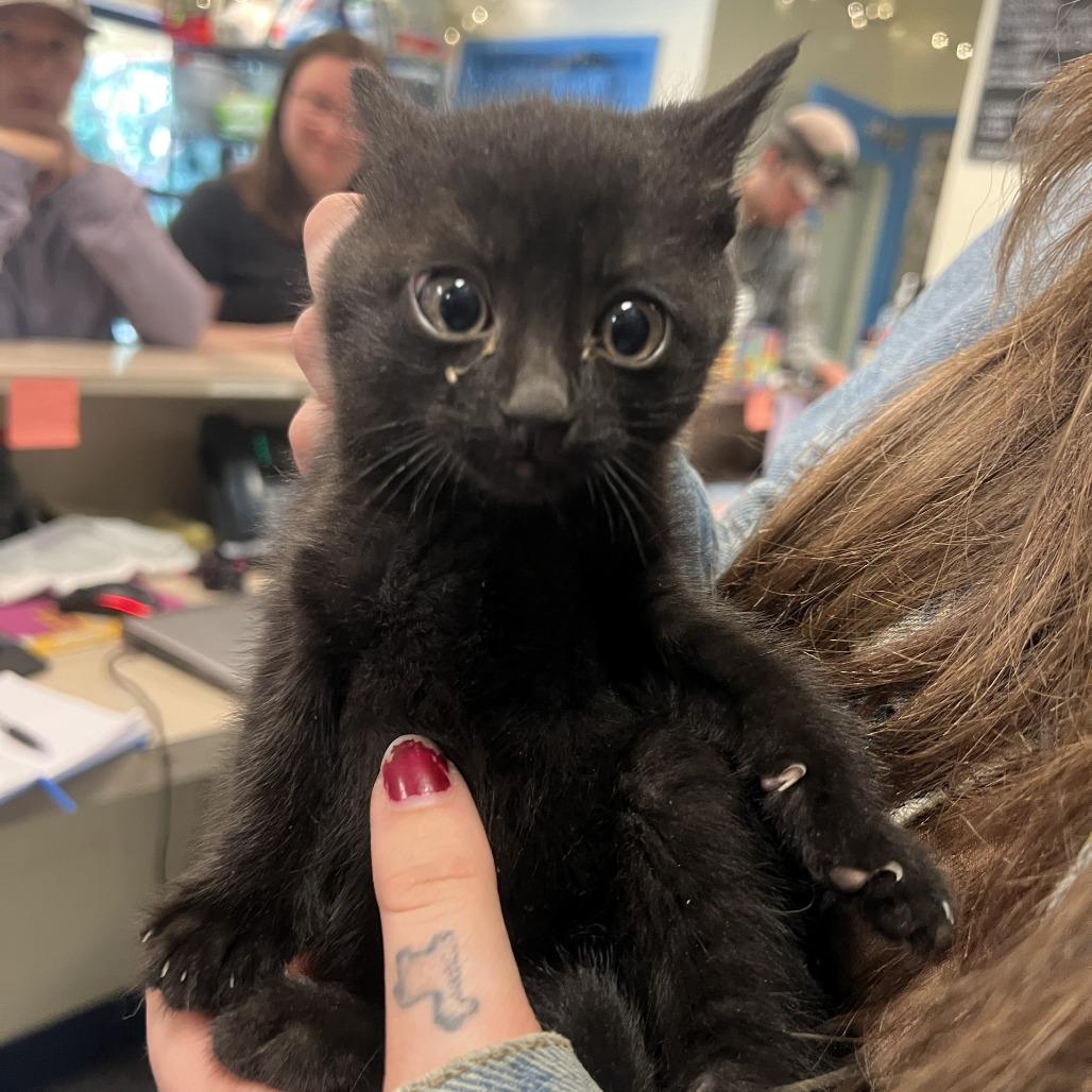 Sprinkles, Adoptable, Kitten Male Domestic Short Hair.