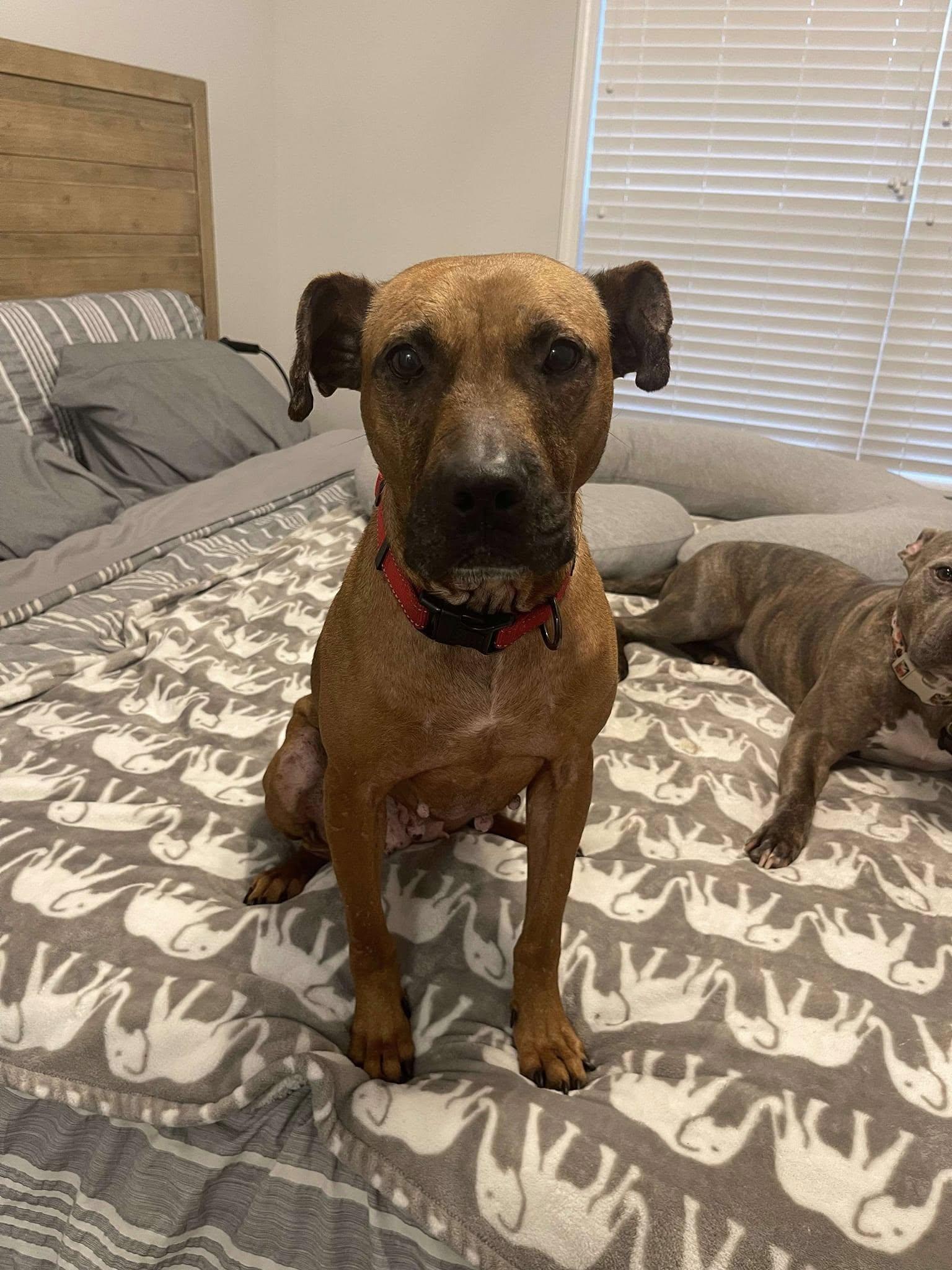 Enlarge Amaya, a Adoptable mixed breed in Lancaster, SC image 5/6