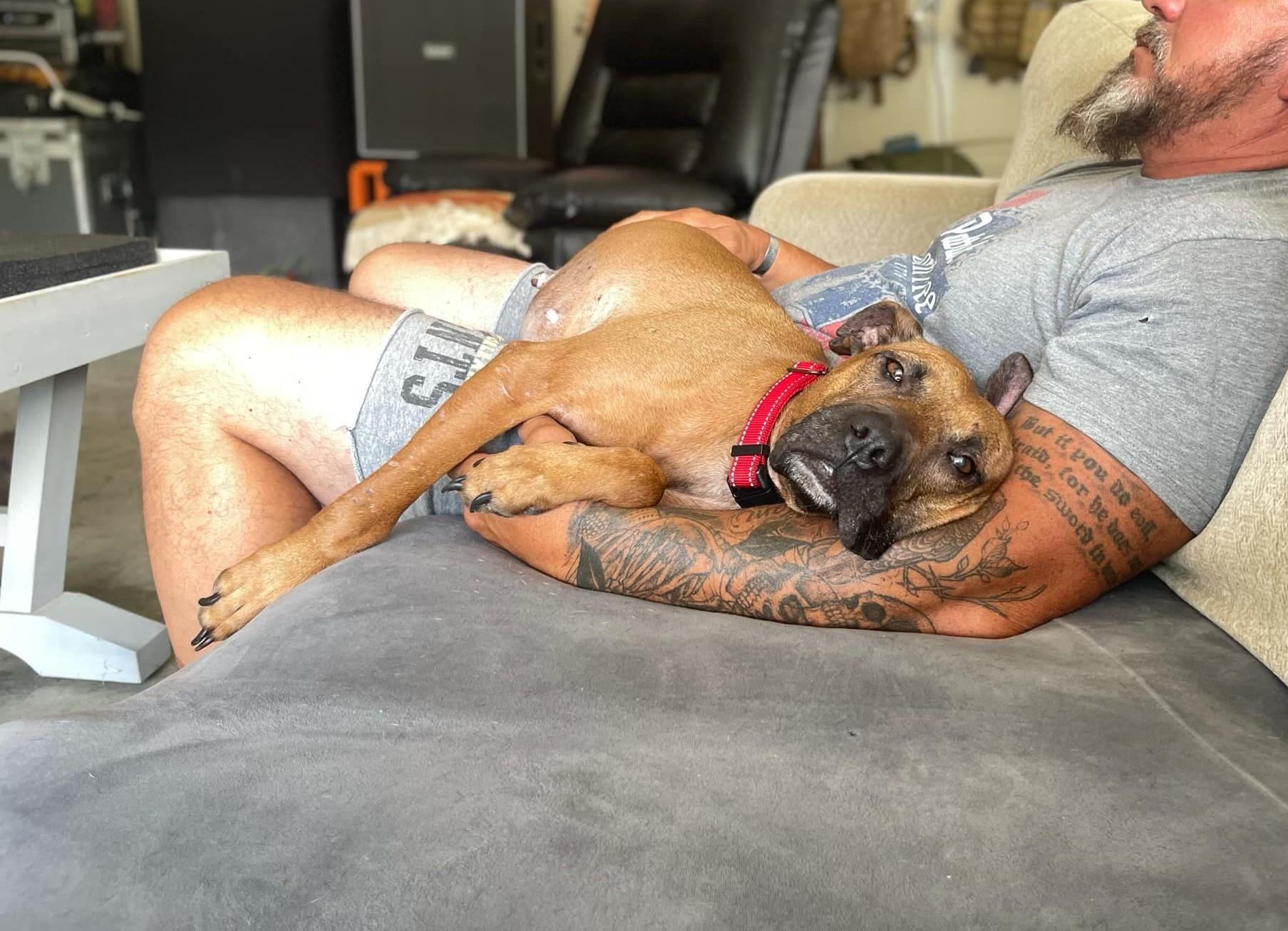 Enlarge Amaya, a Adoptable mixed breed in Lancaster, SC image 3/6