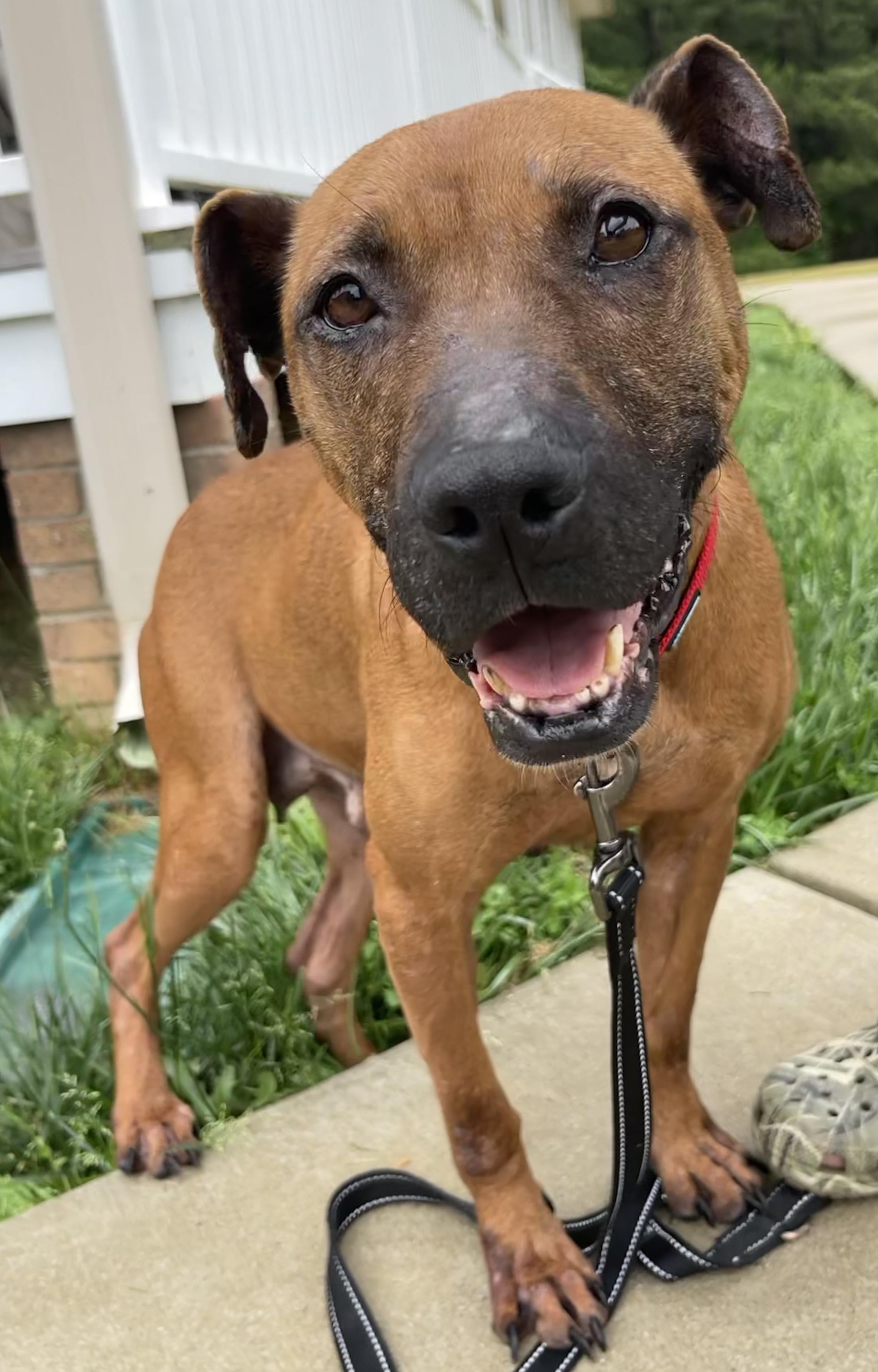 Enlarge Amaya, a Adoptable mixed breed in Lancaster, SC image 2/6