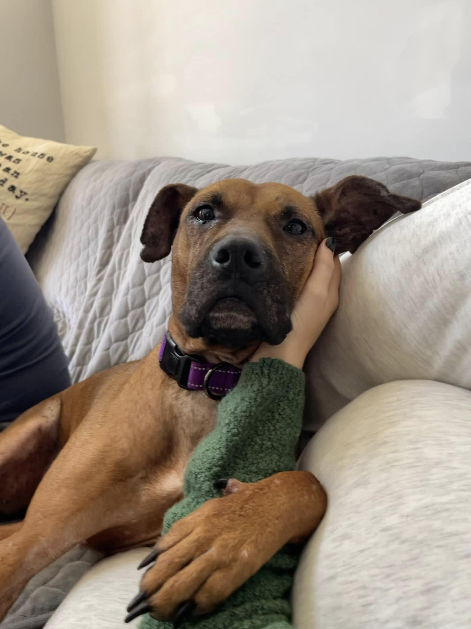 Amaya, Adoptable, Adult Female Mixed Breed.