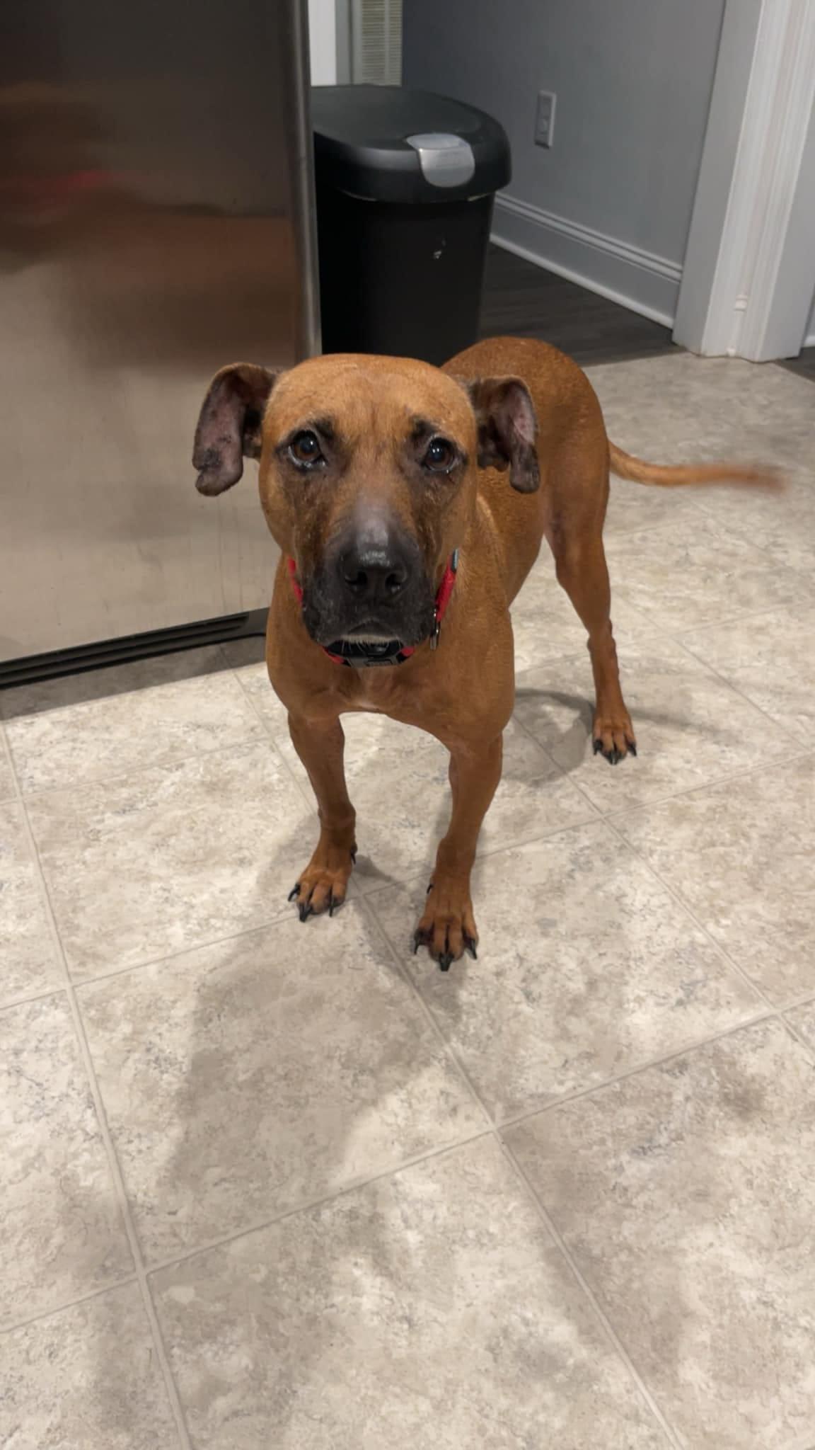 Enlarge Amaya, a Adoptable mixed breed in Lancaster, SC image 6/6