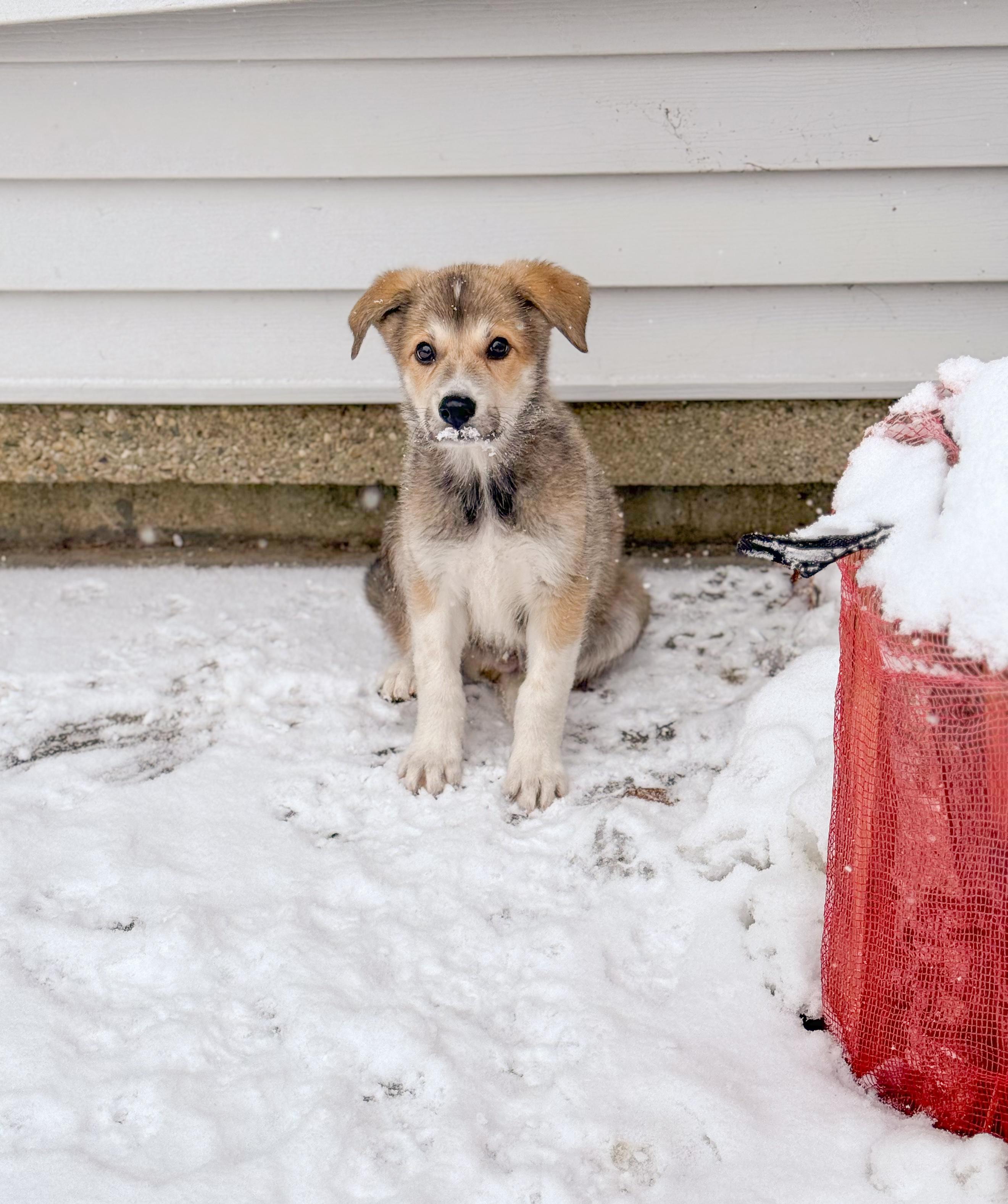 Blitzen, adopted, Puppy Male Great Pyrenees & Collie.