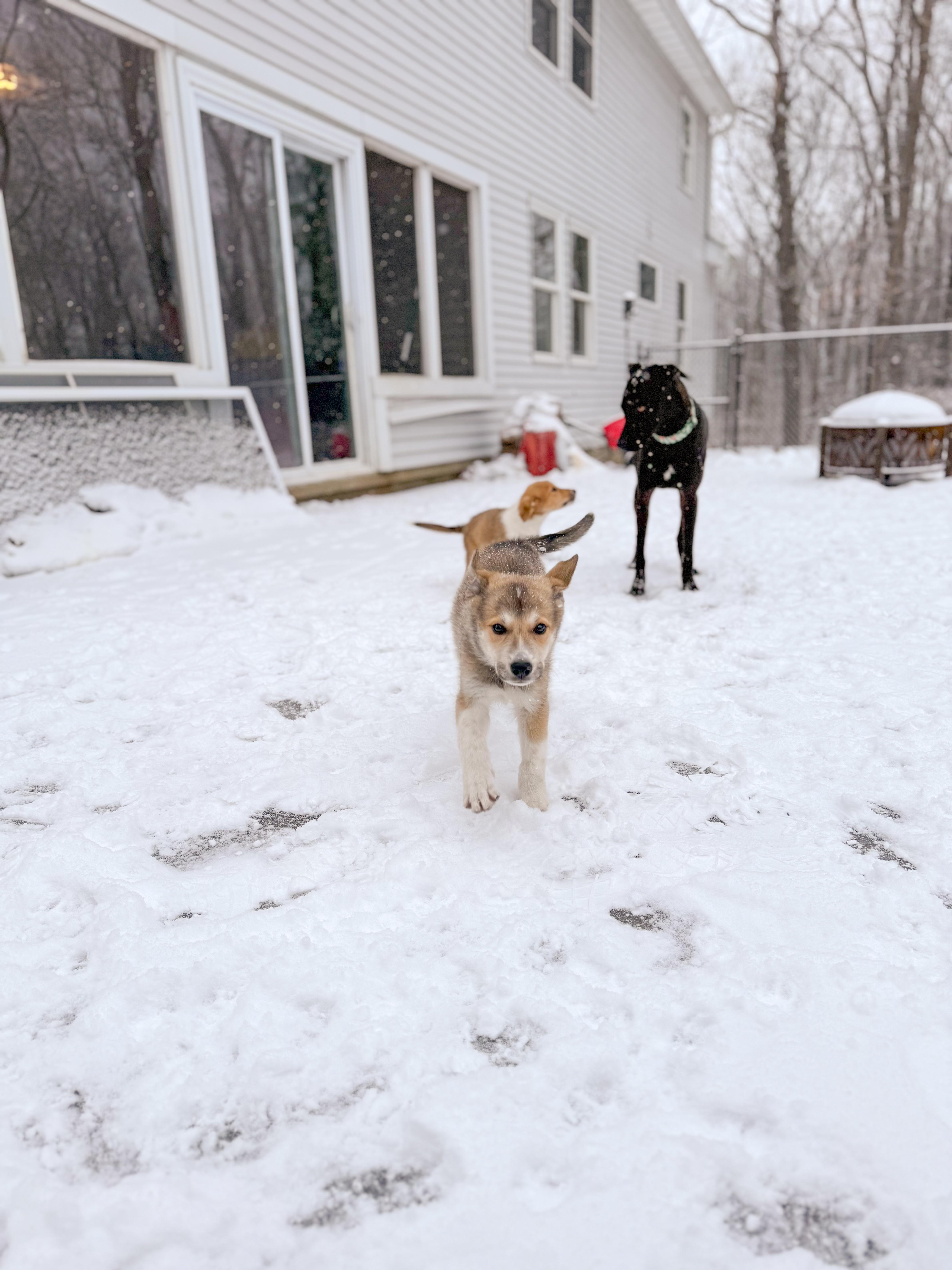 Blitzen, an adopted mixed breed in Simsbury, CT image 2/4