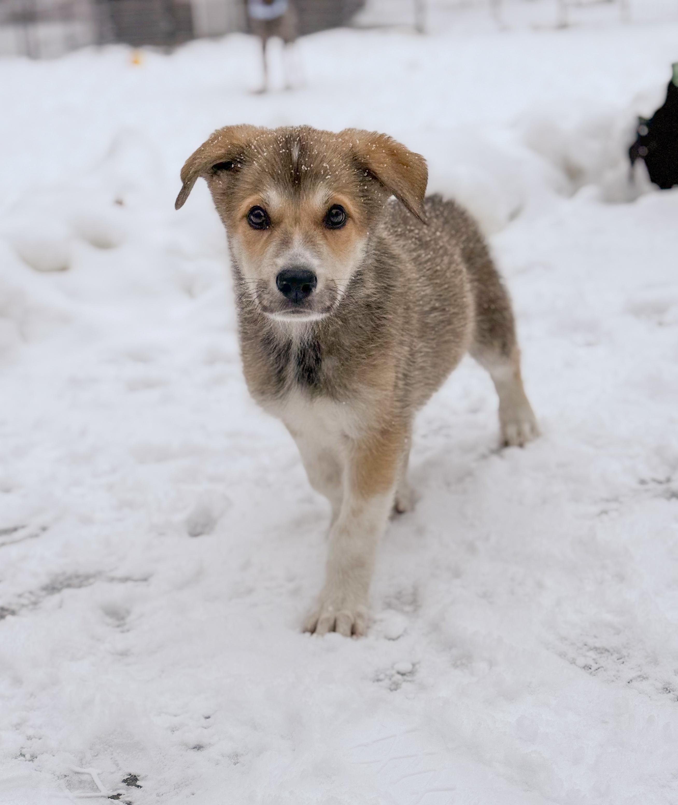 Blitzen, an adopted mixed breed in Simsbury, CT image 3/4
