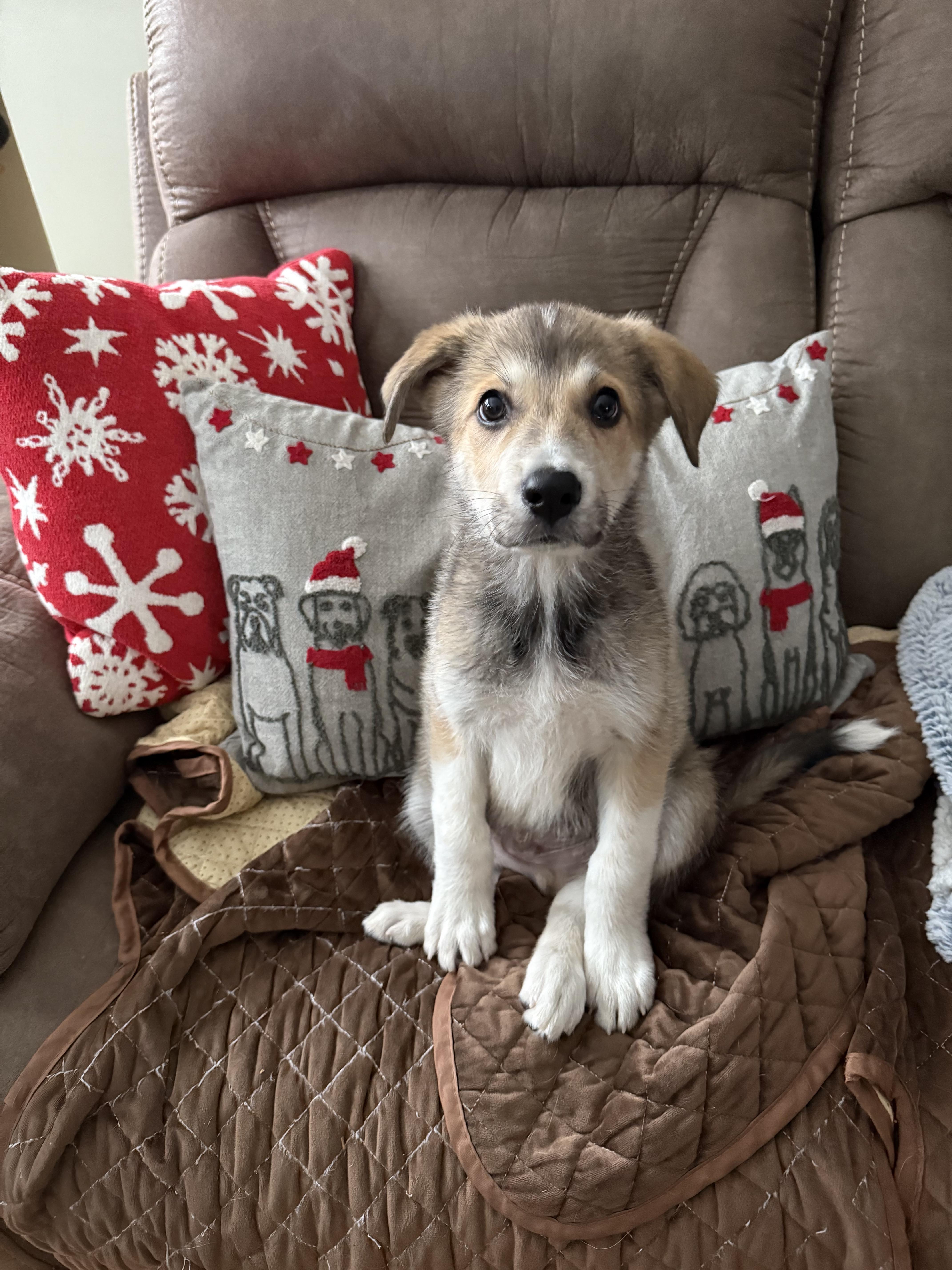 Blitzen, an adopted mixed breed in Simsbury, CT image 4/4