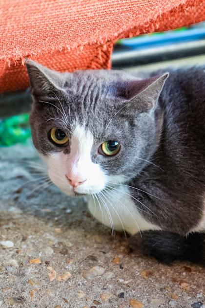 Hercules, Adoptable, Kitten Male Domestic Short Hair & Domestic Short Hair.