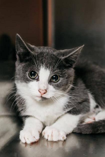 Enlarge Hercules, a Adoptable mixed breed in Dothan, AL image 2/3