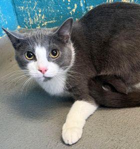 Enlarge Hercules, a Adoptable mixed breed in Dothan, AL image 3/3