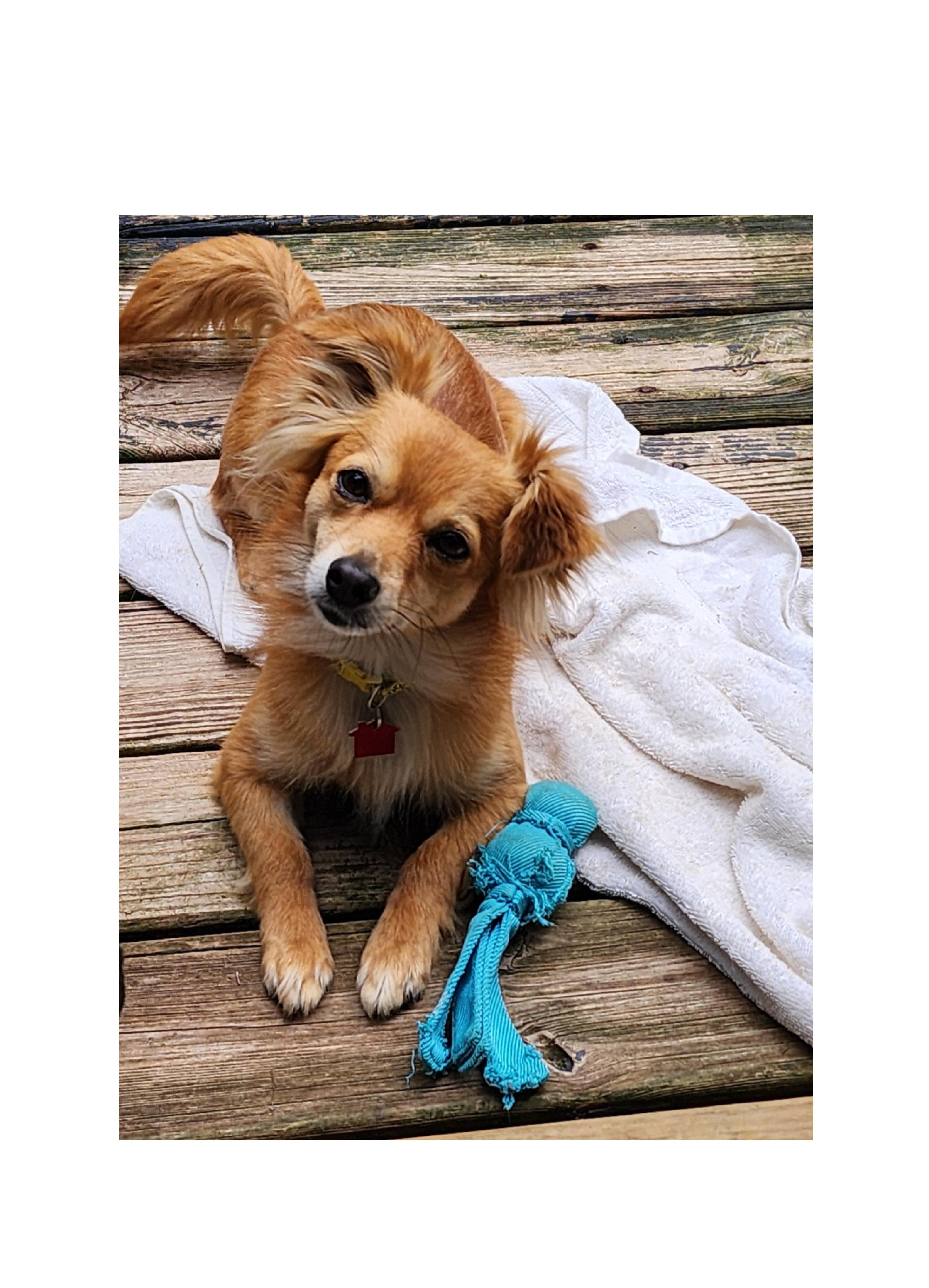 Enlarge Charlie, a ADOPTABLE mixed breed in Lake Geneva, WI image 1/6