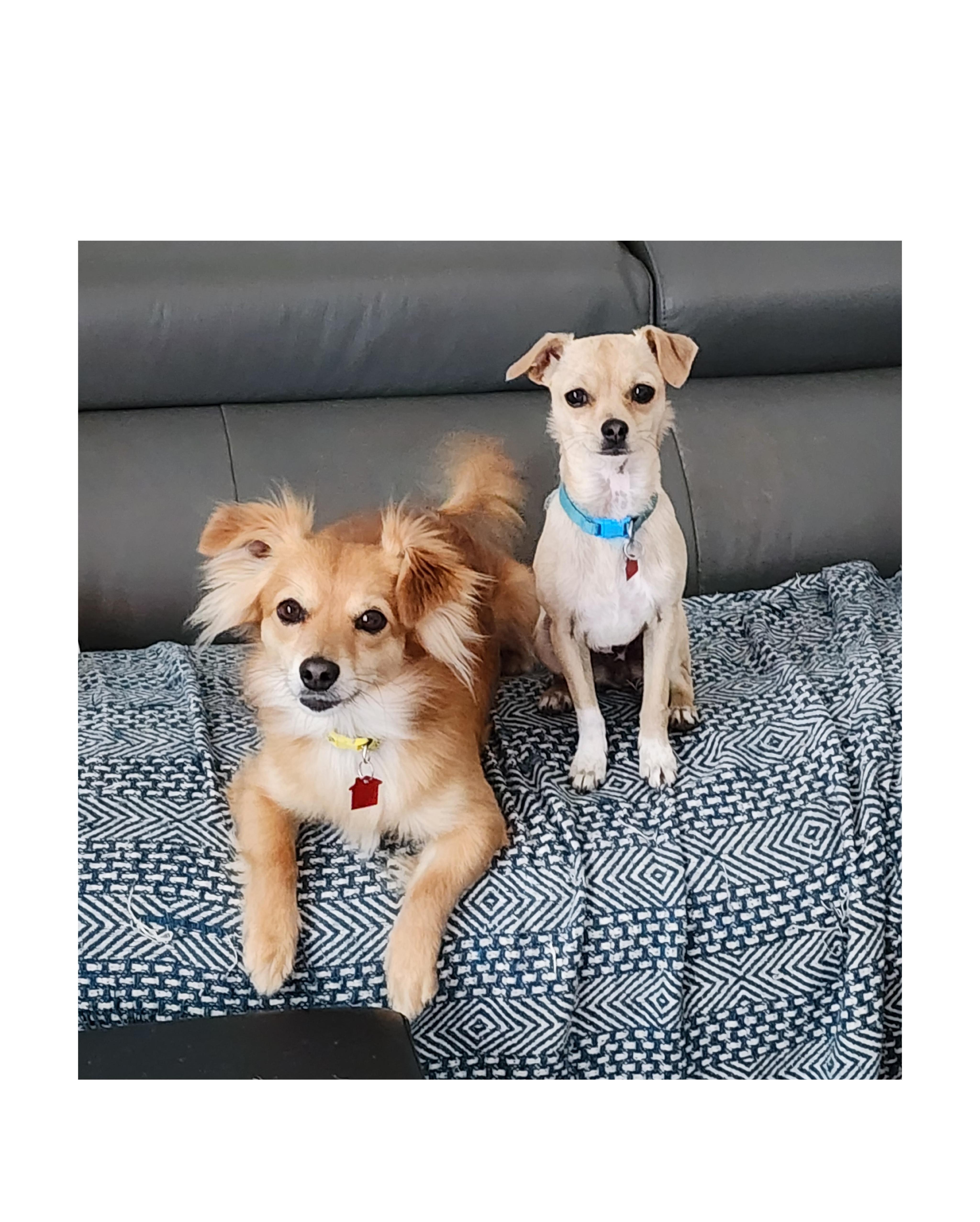 Enlarge Charlie, a ADOPTABLE mixed breed in Lake Geneva, WI image 2/6