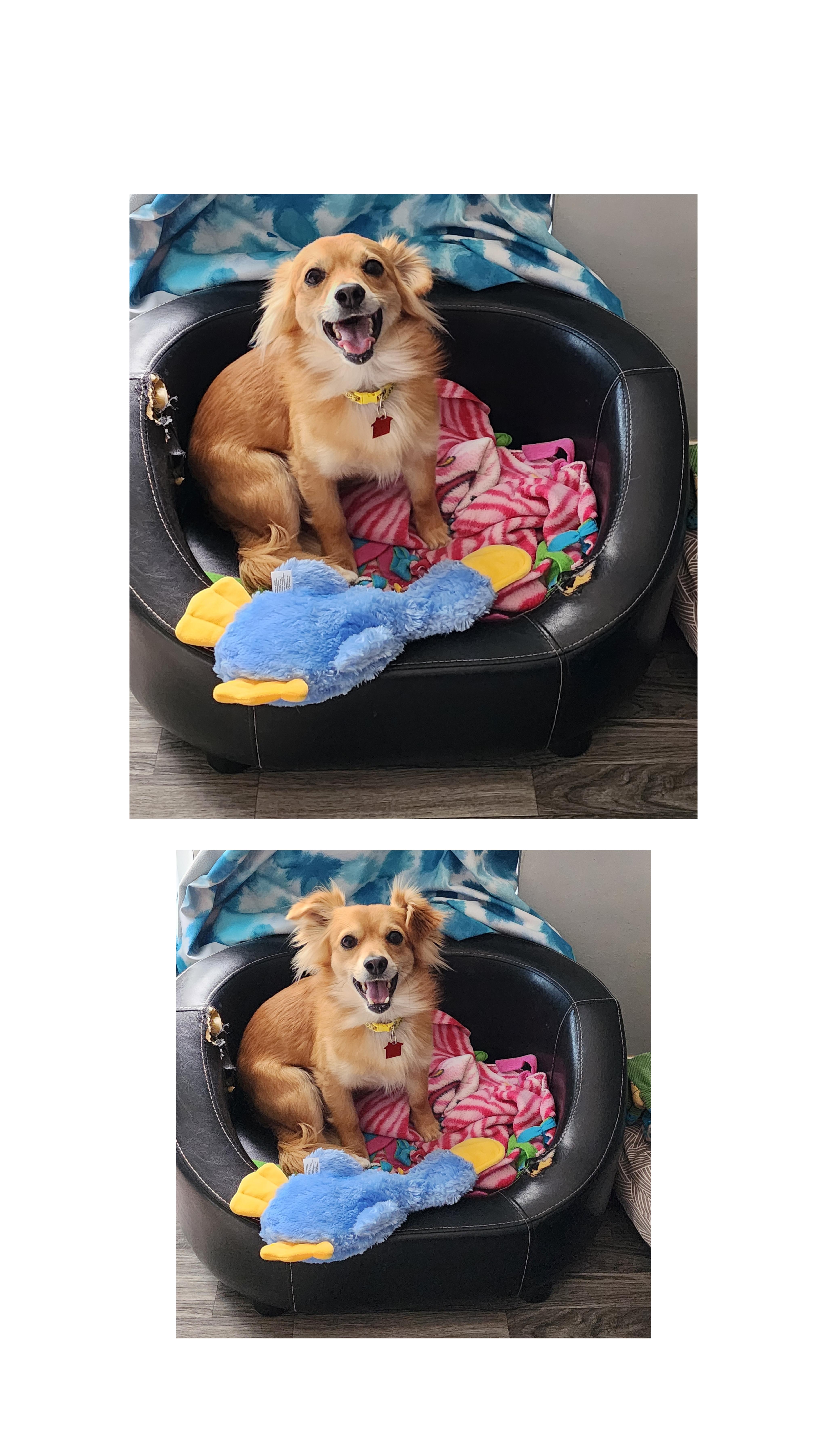 Enlarge Charlie, a ADOPTABLE mixed breed in Lake Geneva, WI image 3/6
