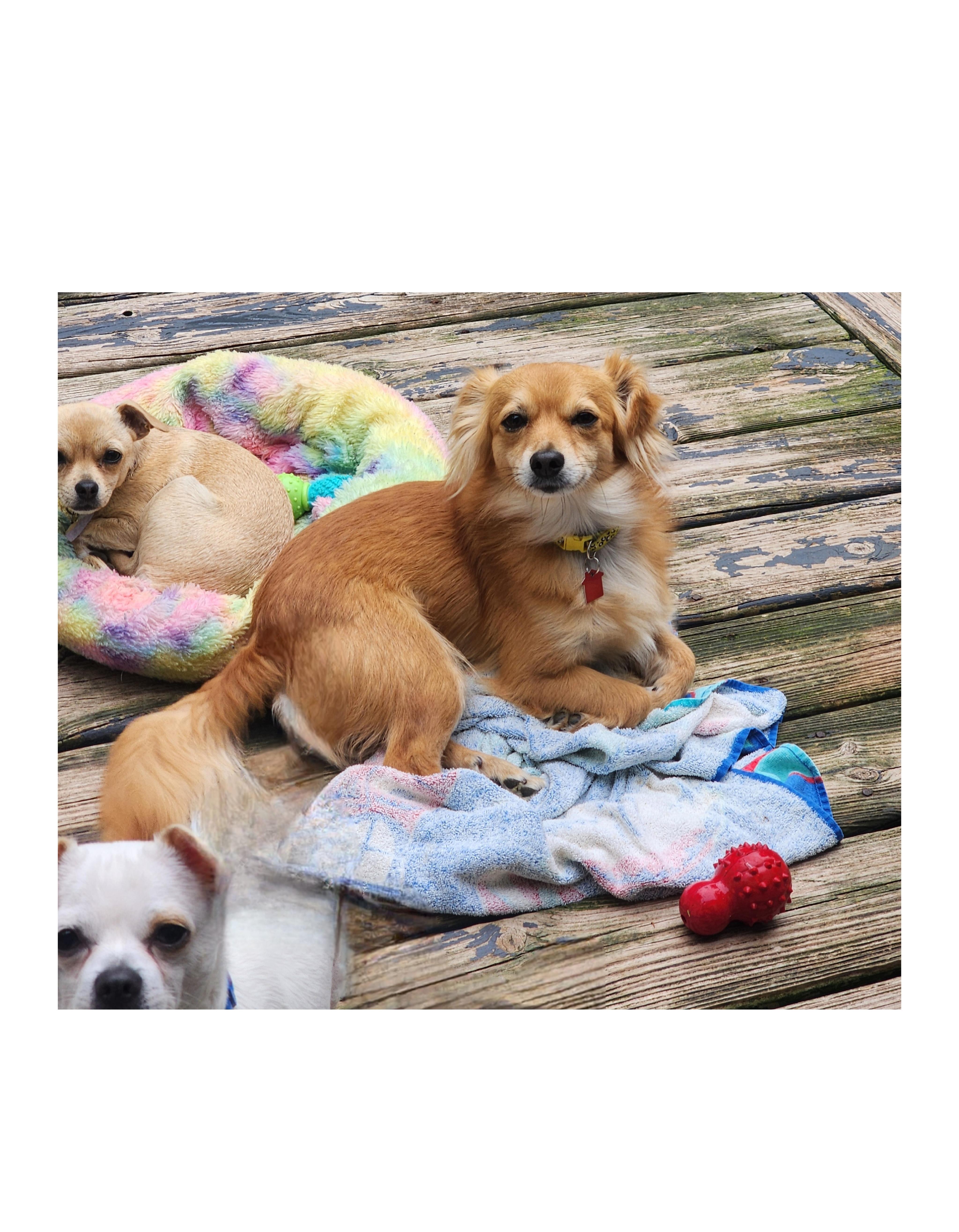 Enlarge Charlie, a ADOPTABLE mixed breed in Lake Geneva, WI image 6/6