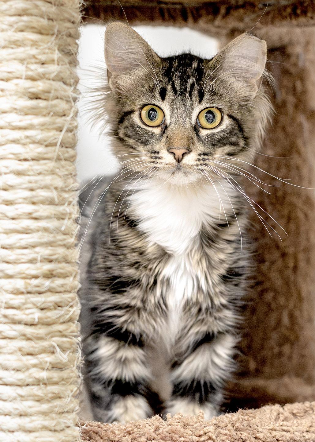 Tucker, Adopted, Young Male Domestic Medium Hair & Tabby.