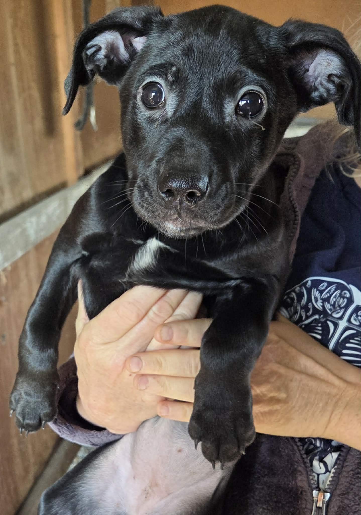 Enlarge Beatrix, an adopted mixed breed in Woodland, CA image 1/1