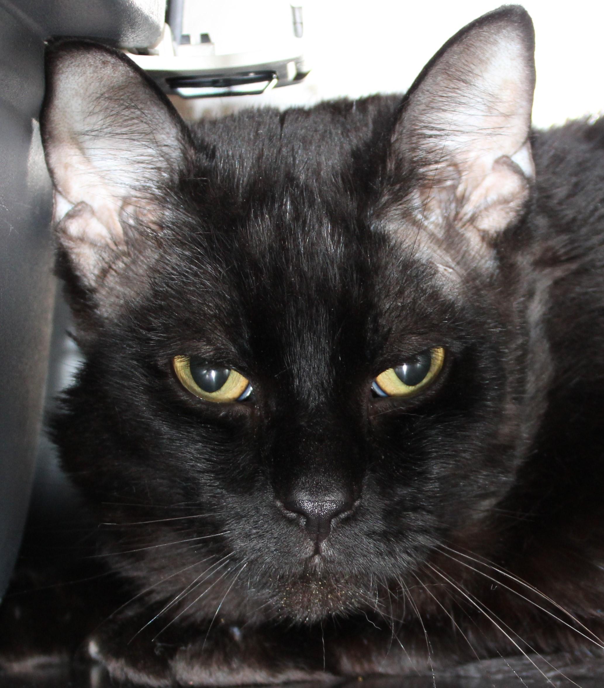 Enlarge Ranger, an adoptable Domestic Short Hair in Mississauga, ON image 5/5