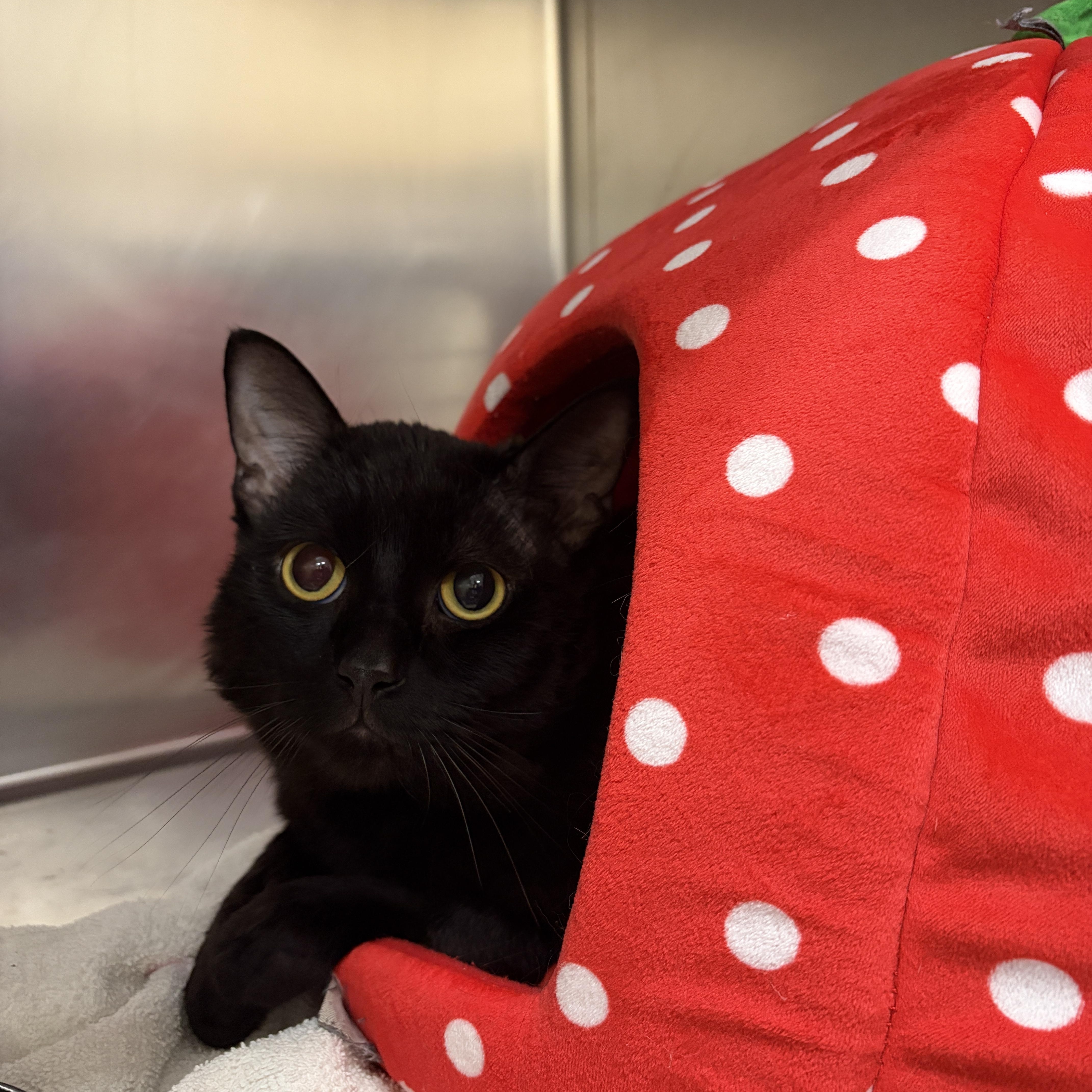 Enlarge Ranger, an adoptable Domestic Short Hair in Mississauga, ON image 1/5