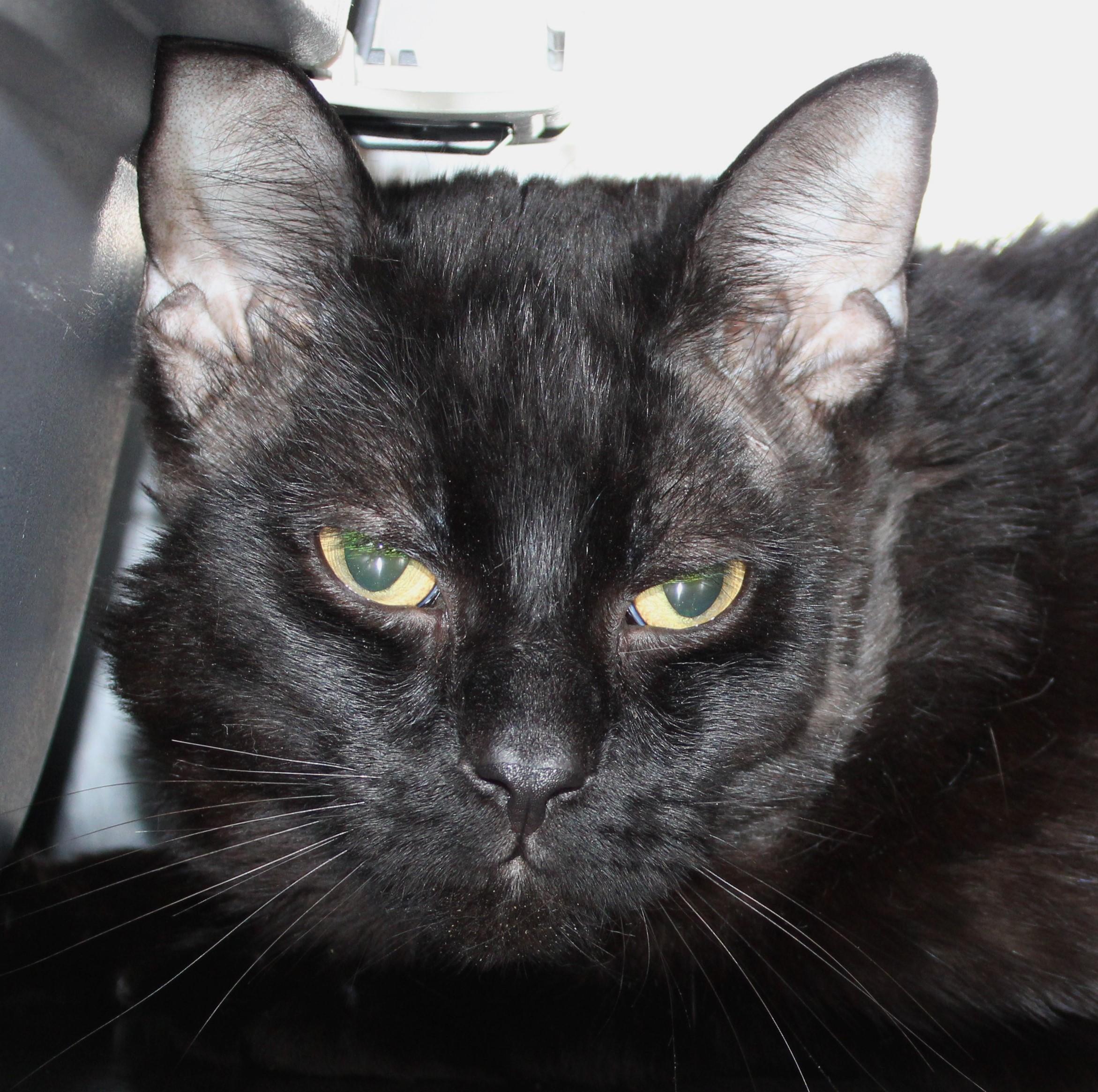 Enlarge Ranger, an adoptable Domestic Short Hair in Mississauga, ON image 4/5