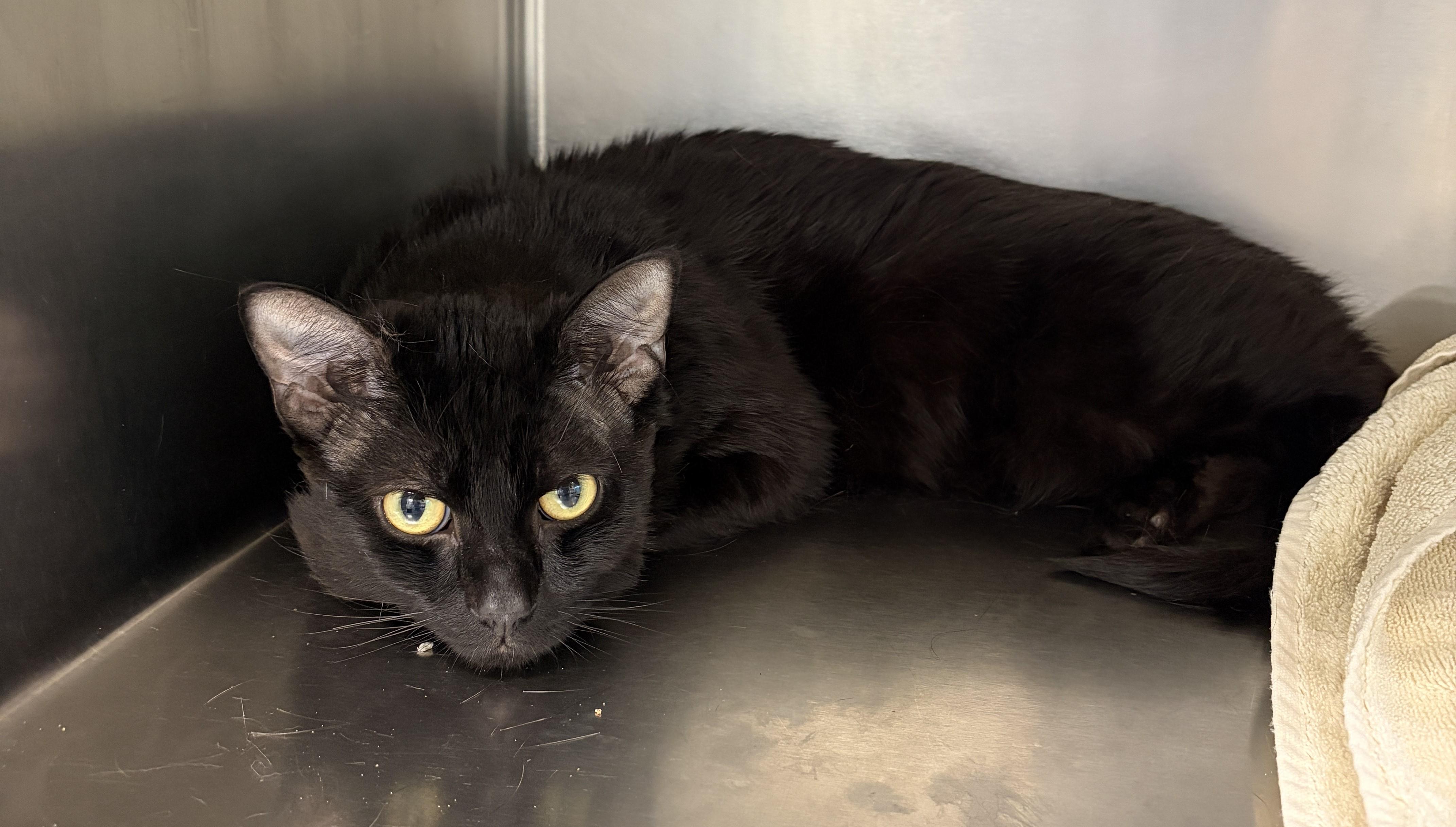 Enlarge Ranger, an adoptable Domestic Short Hair in Mississauga, ON image 2/5