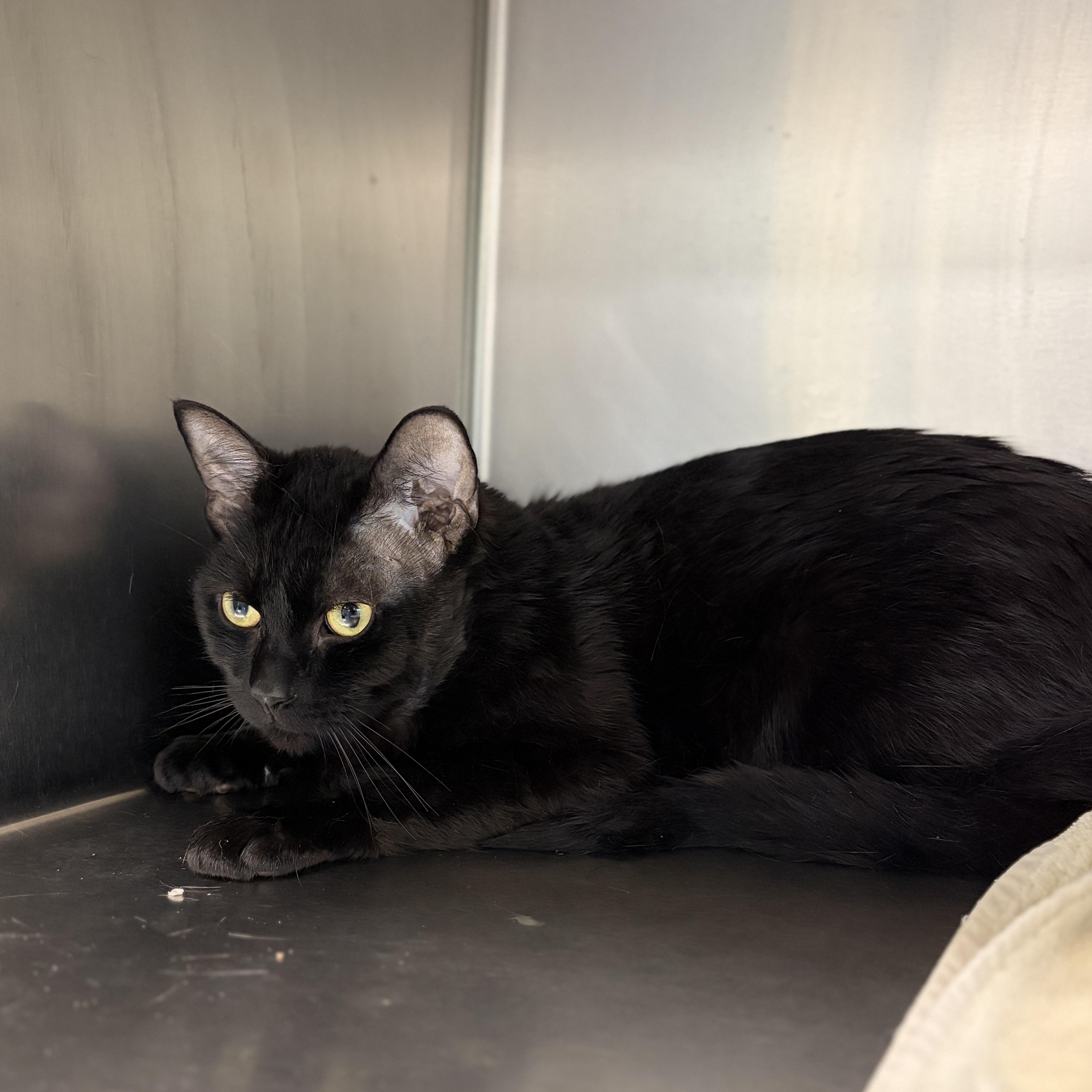 Enlarge Ranger, an adoptable Domestic Short Hair in Mississauga, ON image 3/5