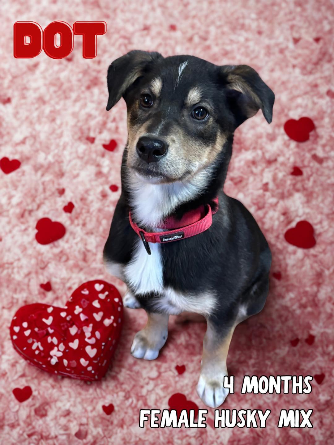 Dot, Adopted, Young Female Husky.