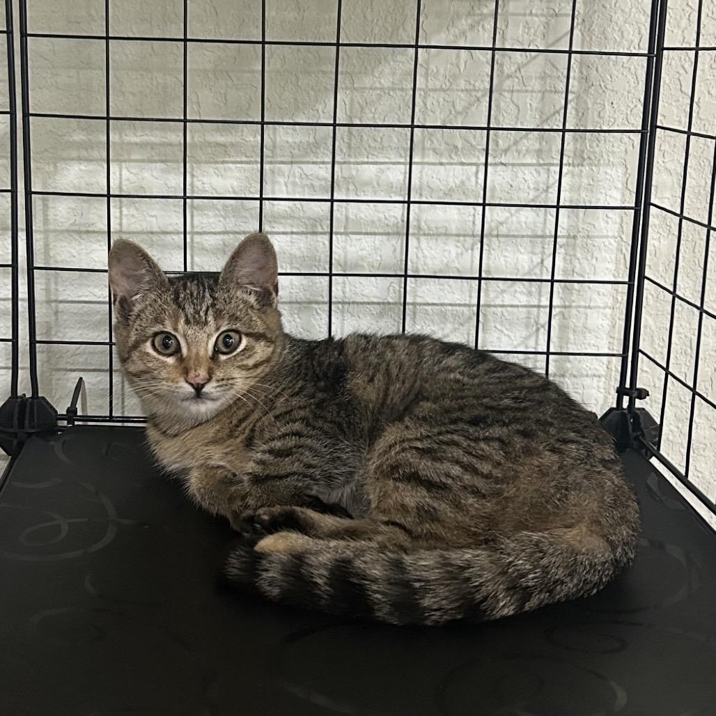 Patches A25-257, Adoptable, Young Female Domestic Short Hair.