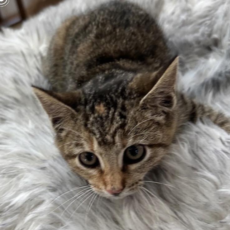 Enlarge Patches A25-257, a Adoptable Domestic Short Hair in SANTA ROSA BEACH, FL image 1/1