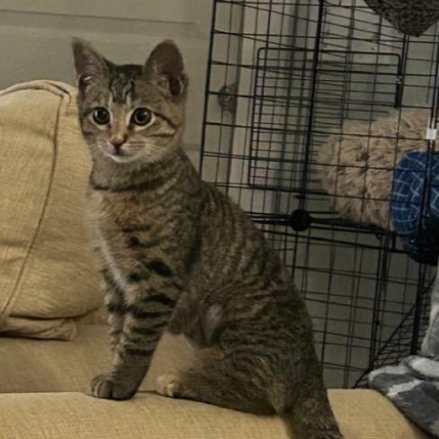 Patches A25-257, a Adoptable Domestic Short Hair in SANTA ROSA BEACH, FL image 4/4