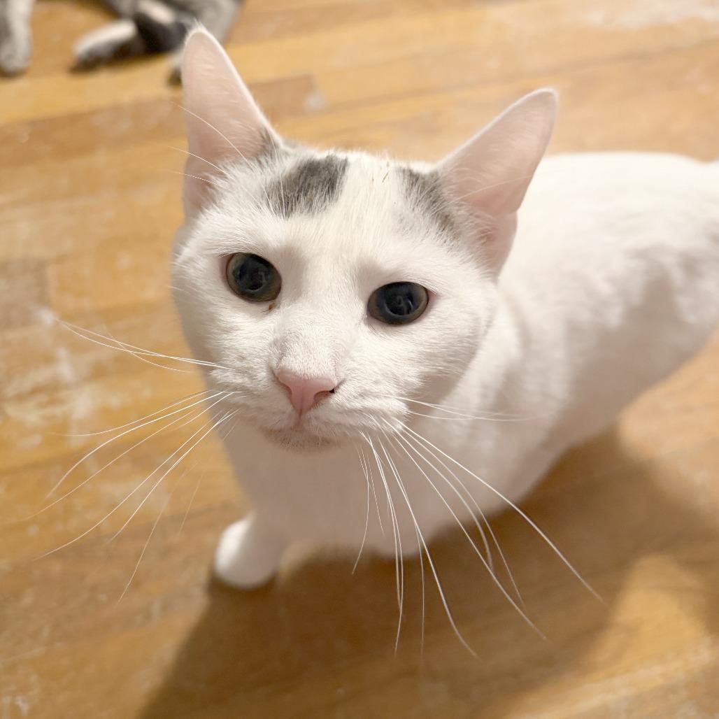 Hot Dog, Adoptable, Young Male Domestic Short Hair.