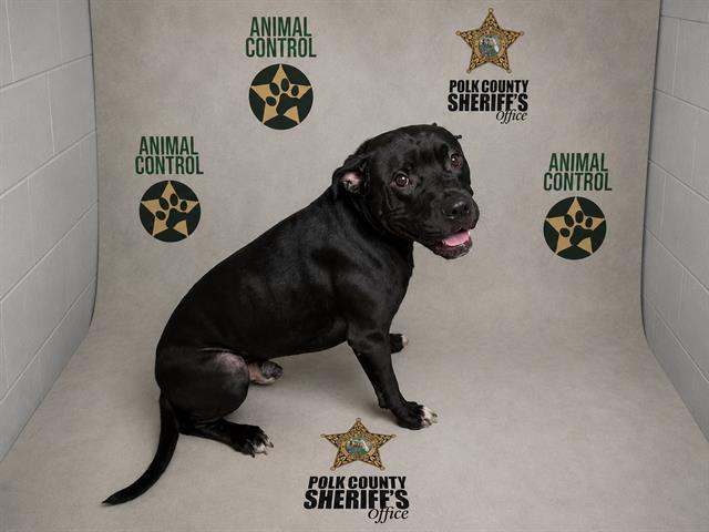 Enlarge GUS, a Adoptable mixed breed in Winter Haven, FL image 1/1