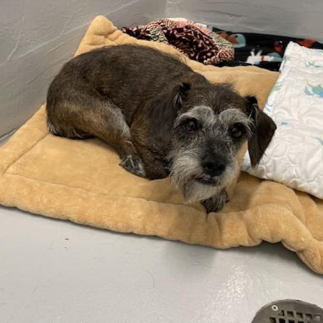 Vienna, Adoptable, Adult Female Terrier & Schnauzer.