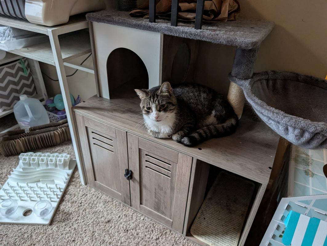 Yikes, adopted, Adult Male Domestic Short Hair.