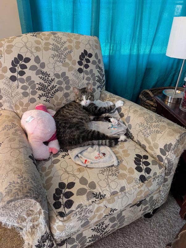 Yikes, an adopted Domestic Short Hair in Kalamazoo, MI image 4/4