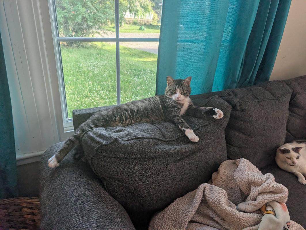 Yikes, an adopted Domestic Short Hair in Kalamazoo, MI image 3/4
