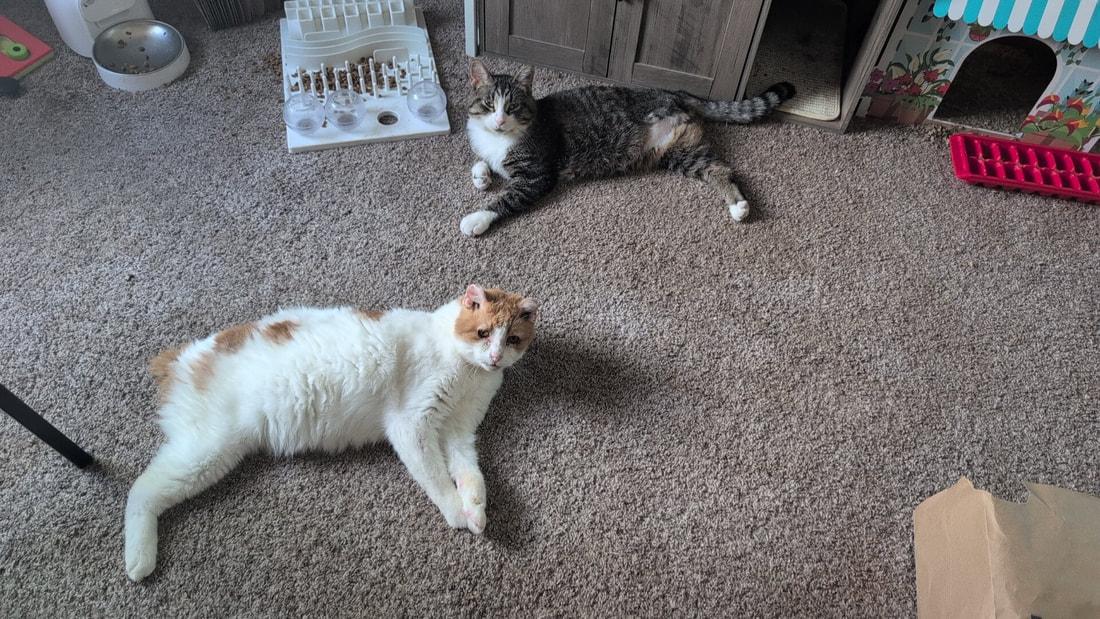Yikes, an adopted Domestic Short Hair in Kalamazoo, MI image 2/4