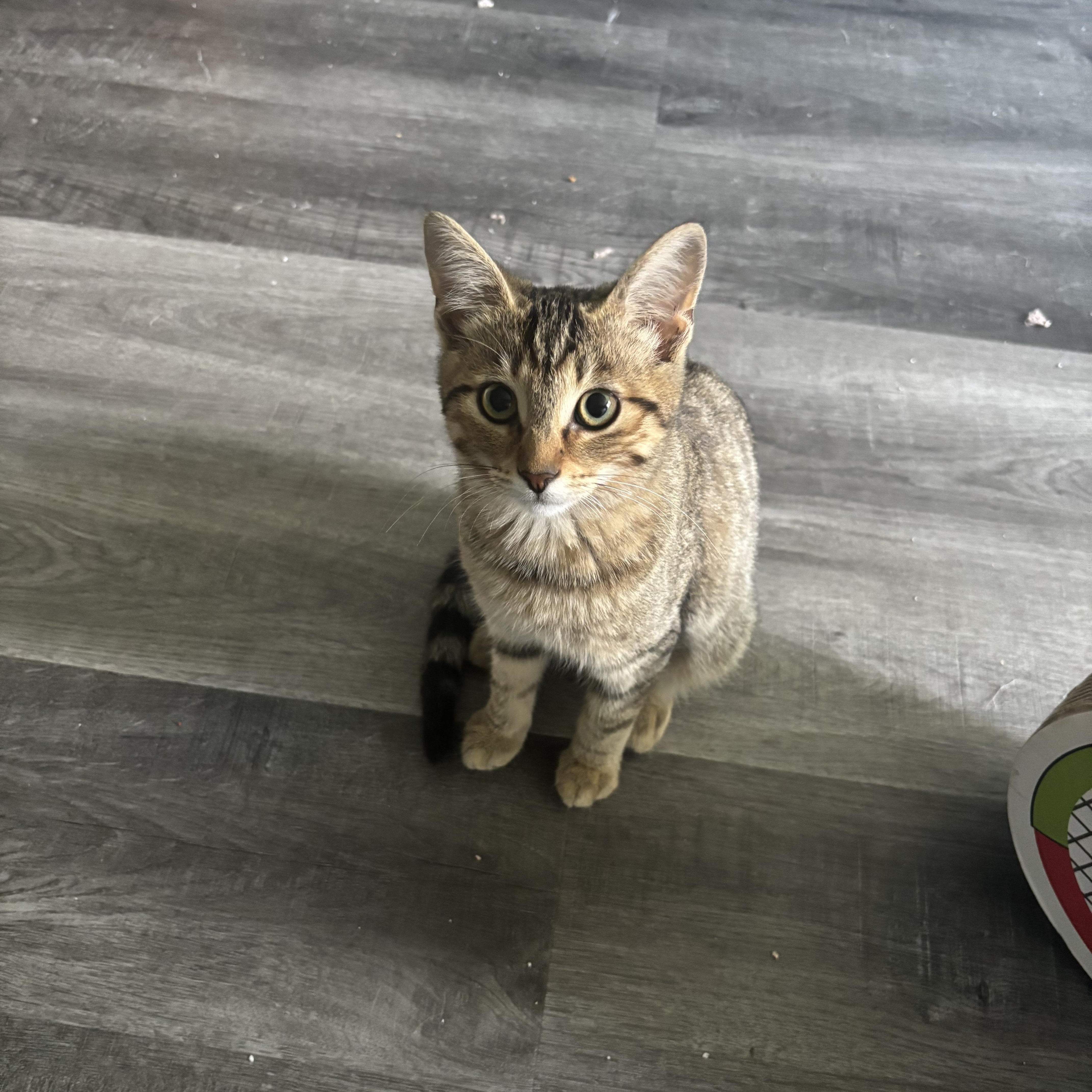 Hypoallergenic Cat Adoption: Find Your Perfect Allergy-Friendly Pet