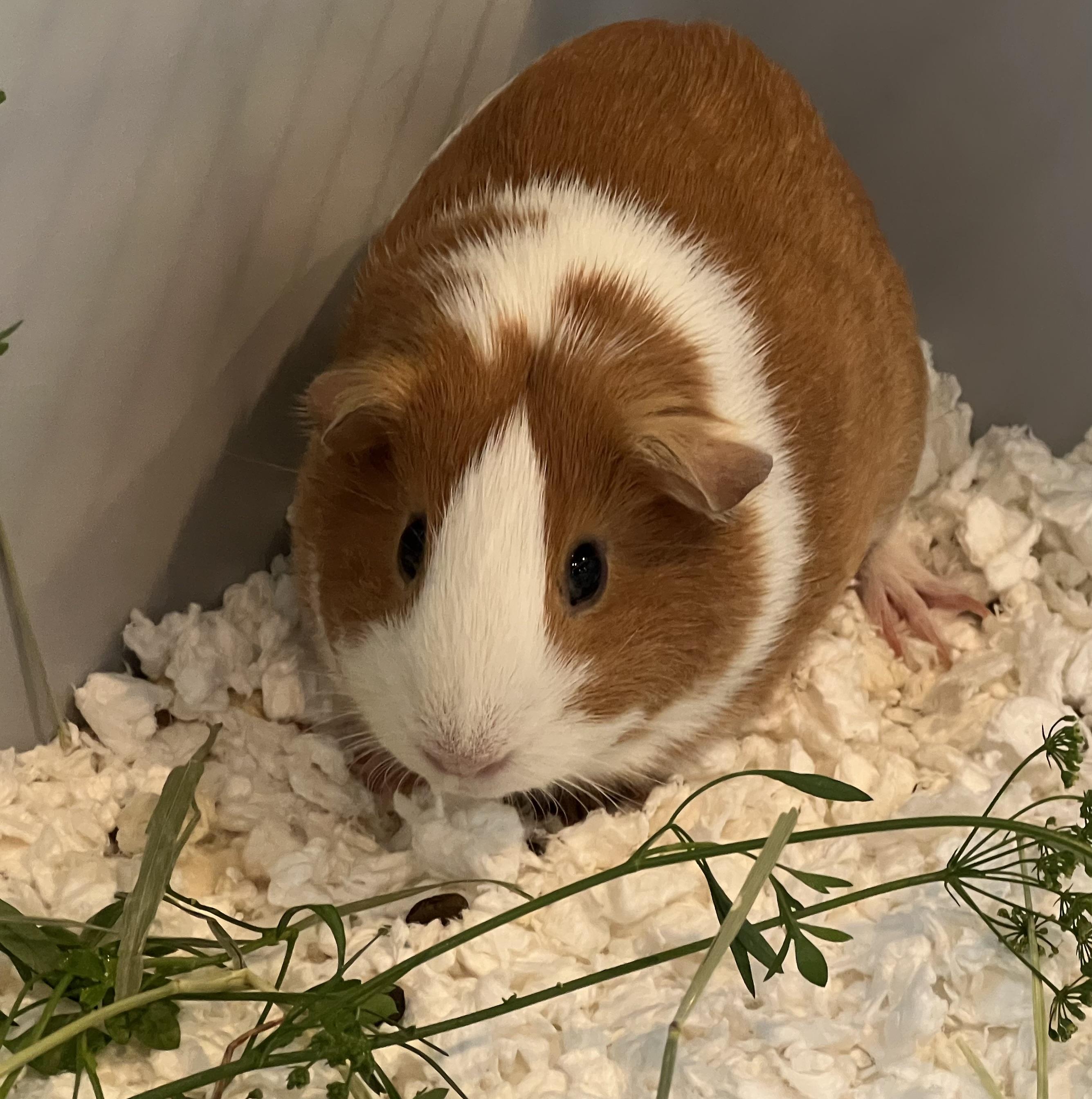 Ginny, ADOPTABLE, Young Female Guinea Pig.