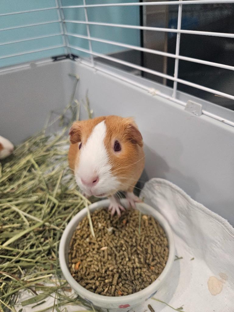 Ginny, ADOPTABLE, Young Female Guinea Pig.