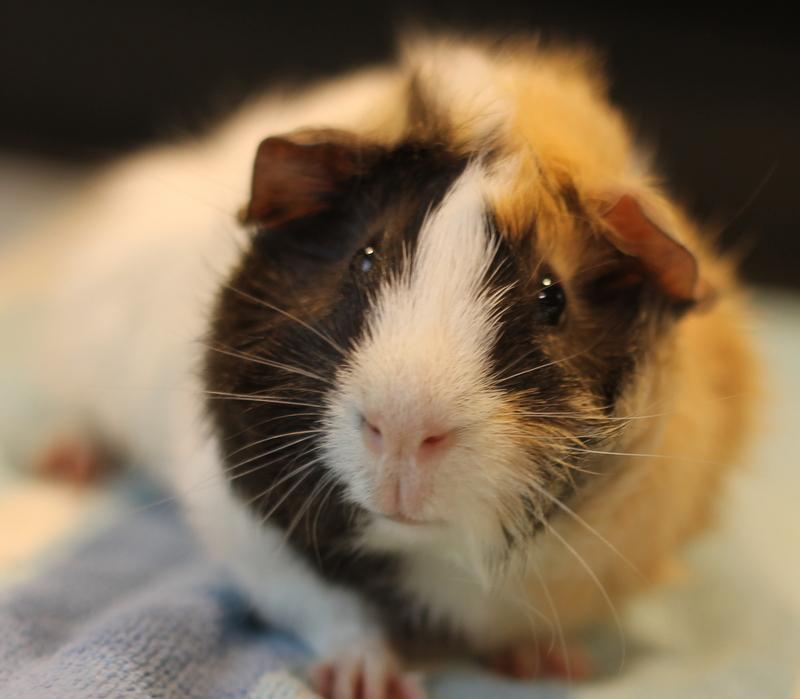 Zander, Adoptable, Young Male Guinea Pig.