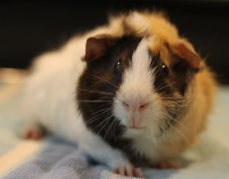 Enlarge Zander, a Adoptable Guinea Pig in Budd Lake, NJ image 4/6