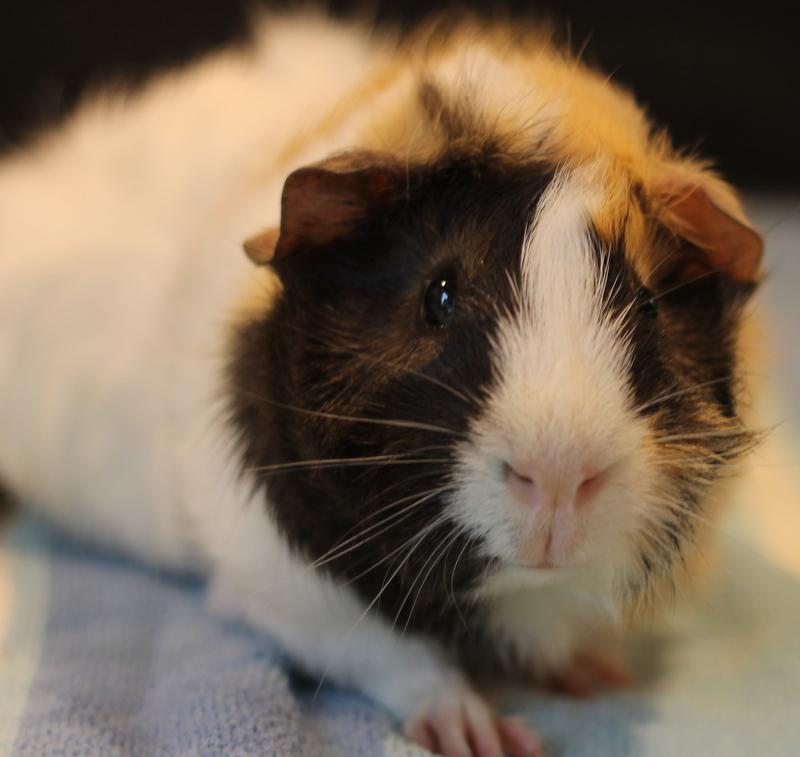 Enlarge Zander, a Adoptable Guinea Pig in Budd Lake, NJ image 6/6