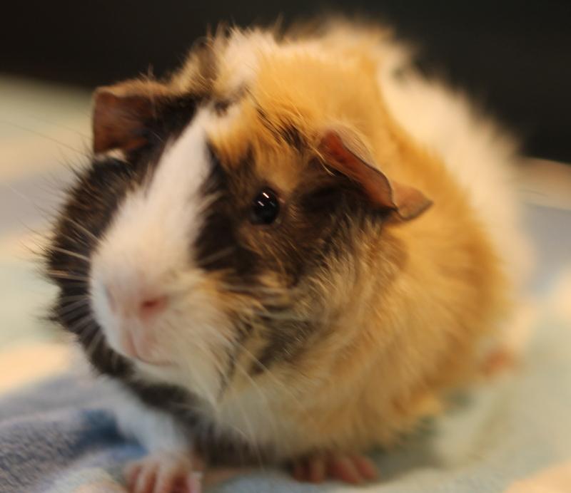 Enlarge Zander, a Adoptable Guinea Pig in Budd Lake, NJ image 5/6