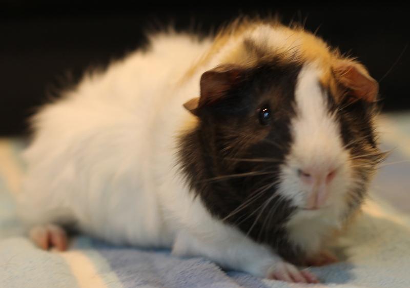 Enlarge Zander, a Adoptable Guinea Pig in Budd Lake, NJ image 3/6
