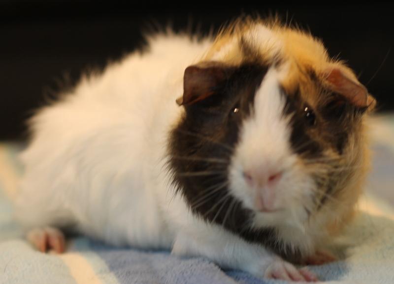 Enlarge Zander, a Adoptable Guinea Pig in Budd Lake, NJ image 2/6