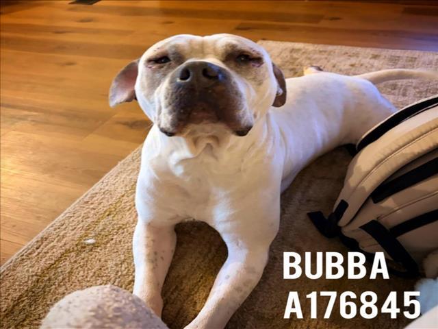 Enlarge BUBBA, a Adoptable mixed breed in Tulsa, OK image 1/1