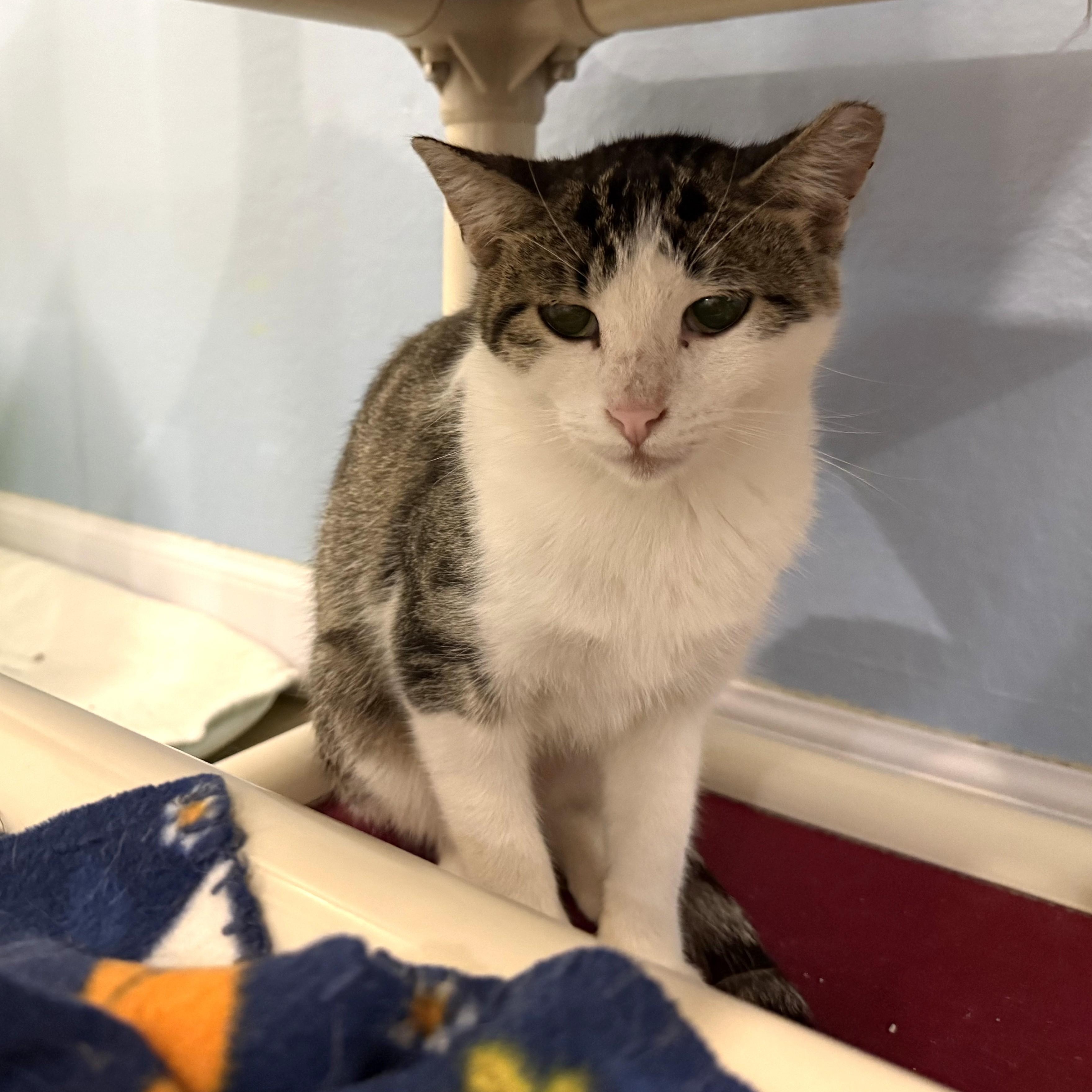 SWEET PEA, a ADOPTABLE Domestic Short Hair in La Crescent, MN image 5/5