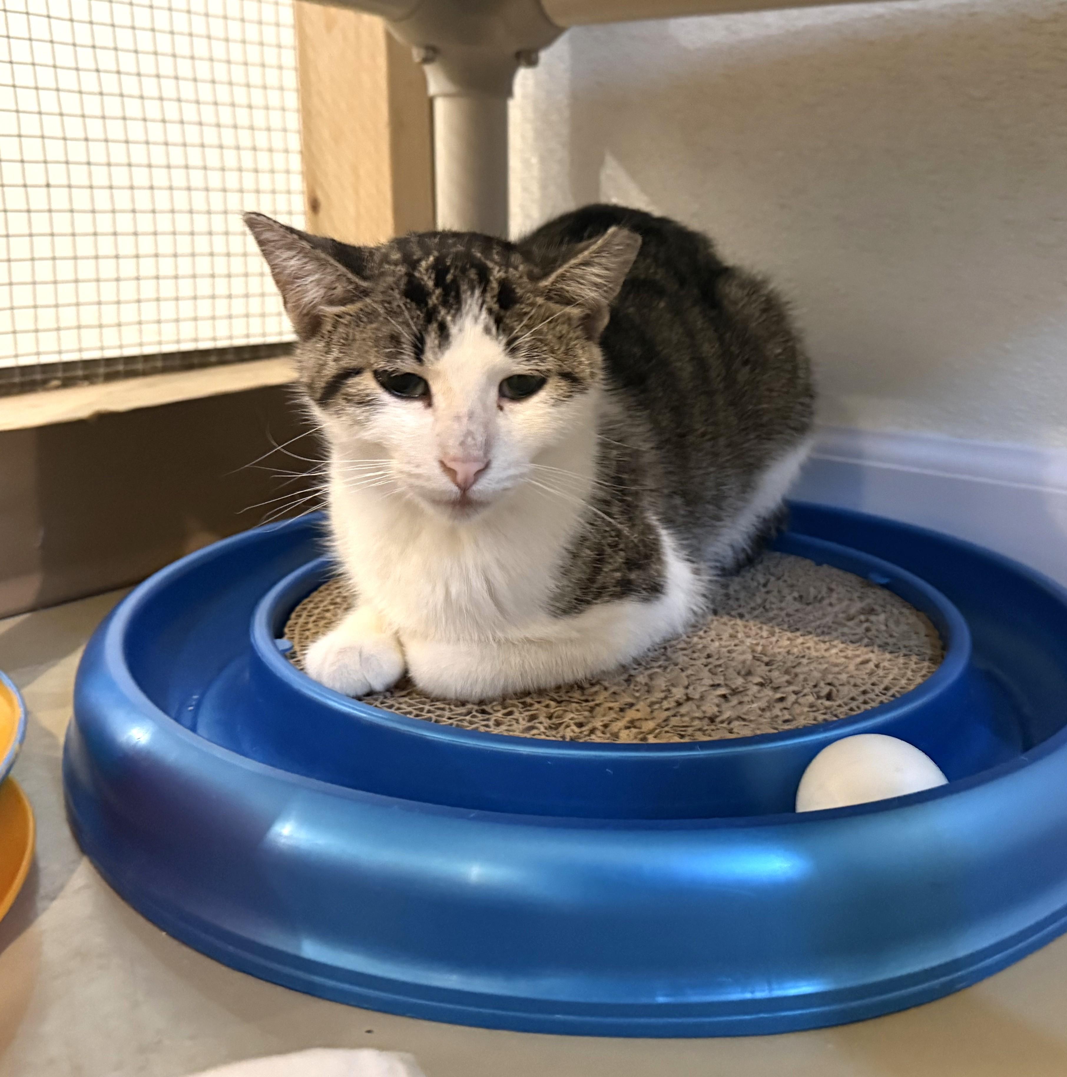 SWEET PEA, a ADOPTABLE Domestic Short Hair in La Crescent, MN image 2/5